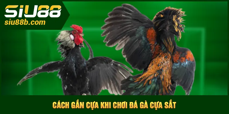 Cách gắn cựa khi chơi đá gà cựa sắt