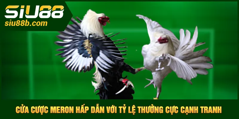 Cửa cược meron hấp dẫn với tỷ lệ thưởng cực cạnh tranh