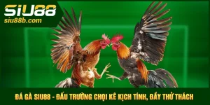 Đá gà Siu88