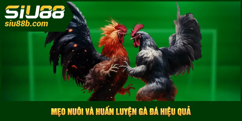 Mẹo nuôi và huấn luyện gà đá hiệu quả