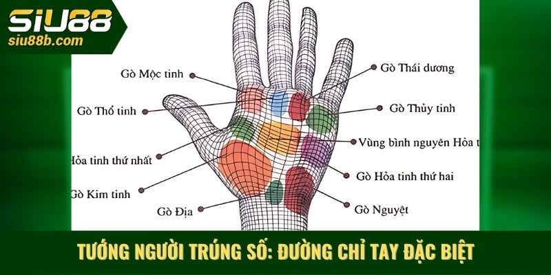 Tướng người trúng số_ Đường chỉ tay đặc biệt
